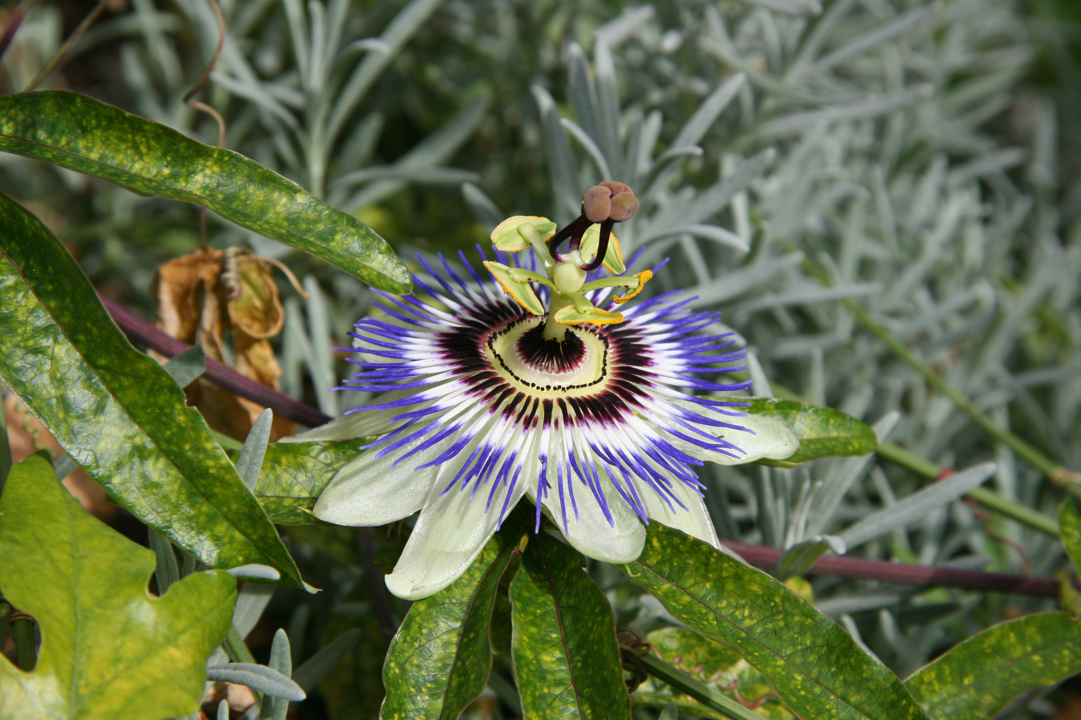 tika Canon EOS 20D (1).jpg